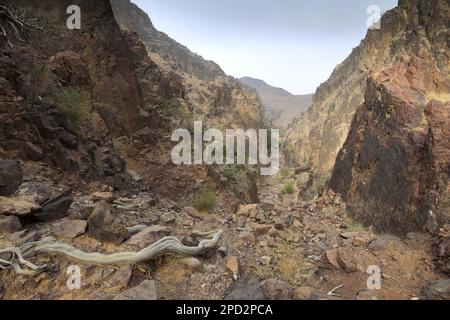 Vue à travers la Naqad Gulley, Jabal Ffied, région d'Al-Shalat en Jordanie, Moyen-Orient Banque D'Images