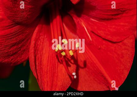 Photo macro d'Amaryllis rouge (Amaryllidaceae) avec pollen jaune. Banque D'Images