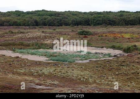 Rempli d'un étang pour éradiquer la Nouvelle-Zélande Pigmyweed aka Australian swamp-stonecrop (Crassula helmsii) Winterton Norfolk septembre 2022 Banque D'Images