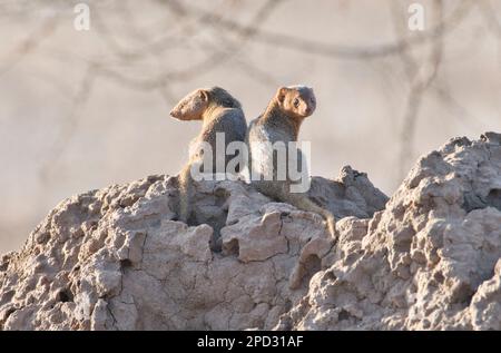 Des mongoses nains (Helogale parvula) au-dessus d'un termite, qui est probablement aussi leur maison Banque D'Images