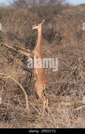 Une femelle gerenuk (Litocranius walleri), ayant terminé son alimentation en se tenant debout sur ses pattes arrière, léche son nez et vérifie le danger Banque D'Images