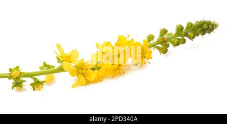 Fleurs communes de l'agrimony isolées sur fond blanc Banque D'Images