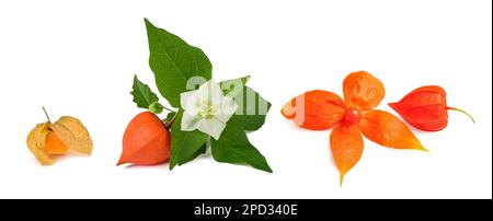 Mélange Alkekengi isolé sur fond blanc Banque D'Images