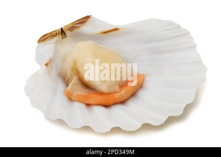 Coquilles Saint-Jacques fraîches isolées sur fond blanc Banque D'Images