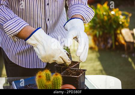 Jardinier, fermier en gants d'épreuve de thorn blanc replantant des cactus dans le jardin à la maison Banque D'Images