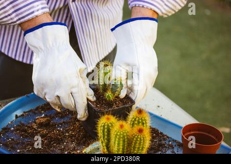 Jardinier, fermier en gants d'épreuve de thorn blanc replantant des cactus dans le jardin à la maison Banque D'Images