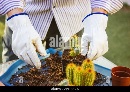 Jardinier, fermier en gants d'épreuve de thorn blanc replantant des cactus dans le jardin à la maison Banque D'Images