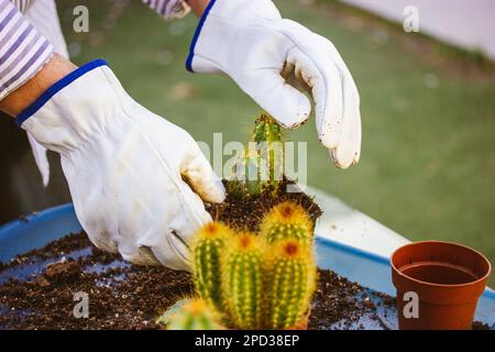 Jardinier, fermier en gants d'épreuve de thorn blanc replantant des cactus dans le jardin à la maison Banque D'Images