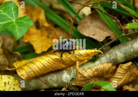 Coléoptère de Dor (Anoplotrupes stercorosus) sur une feuille dans une forêt croate, macrophotographie, insectes, Waldmistkäfer, Mistkäfer Banque D'Images