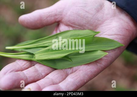 Quedlinburg, Allemagne. 14th mars 2023. Les feuilles d'ail sauvages collectées se trouvent dans la paume d'une main. L'ail sauvage pousse en grande quantité dans un parc paysager sur le Brühl dans la ville de Harz à Quedlinburg. La plante est liée à la ciboulette, à l'oignon et à l'ail. La récolte de la plante n'est autorisée que dans la taille d'un bouquet de main. L'ail sauvage est l'une des premières herbes sauvages au début du printemps qui peuvent être récoltées. Credit: Matthias Bein/dpa/ZB/dpa/Alay Live News Banque D'Images