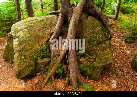 2 épinette rouge qui a grandi au-dessus d'un gros rocher dans la région sauvage des étangs siamois, dans les montagnes Adirondack de l'État de New York Banque D'Images