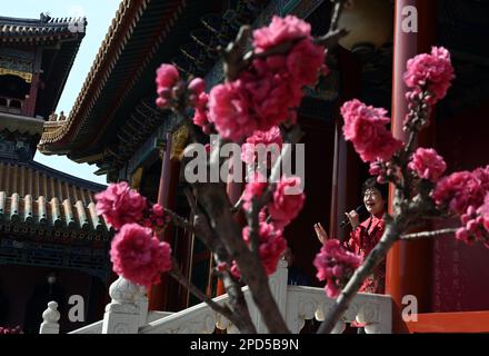 (230314) -- BEIJING, 14 mars 2023 (Xinhua) -- l'interprète d'opéra Zhang Jingxian de Kunqu écrit dans un extrait du chef-d'œuvre de l'opéra de Kunqu le Pavillon de la pivoine au Musée du Palais de Pékin, capitale de la Chine, 13 mars 2023. Le Musée du Palais et l'Opéra de Shanghai Kunqu ont signé un accord de coopération stratégique ici mardi pour remettre en scène des opéras classiques chinois. (Xinhua/Jin Liangkuai) Banque D'Images