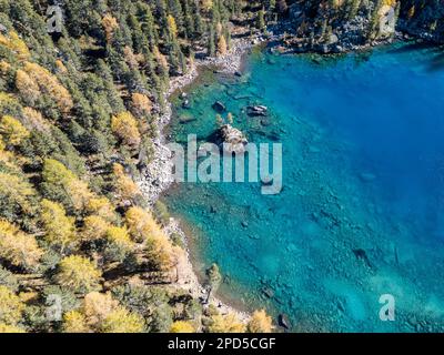 Photographie aérienne par drone sur un beau lac avec de l'eau turquoise claire surmontée par des mélèzes d'automne - Lac Saoseo dans le canton de Grison, Suisse Banque D'Images