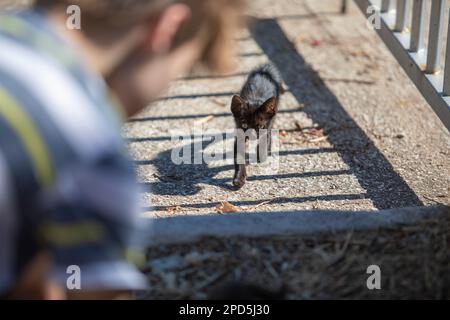 Très jeune Kittens de rue en Croatie en été Banque D'Images