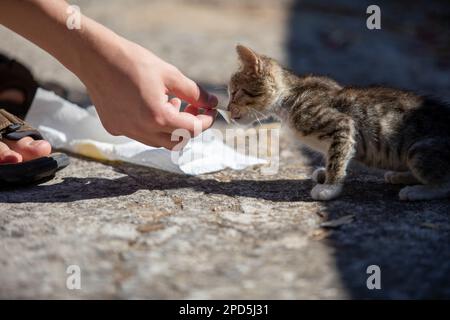 Très jeune Kittens de rue en Croatie en été Banque D'Images