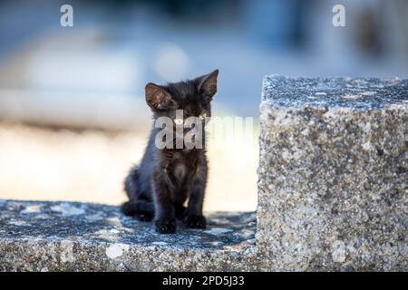 Très jeune Kittens de rue en Croatie en été Banque D'Images