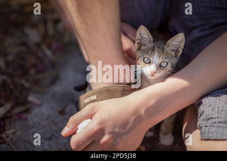 Très jeune Kittens de rue en Croatie en été Banque D'Images