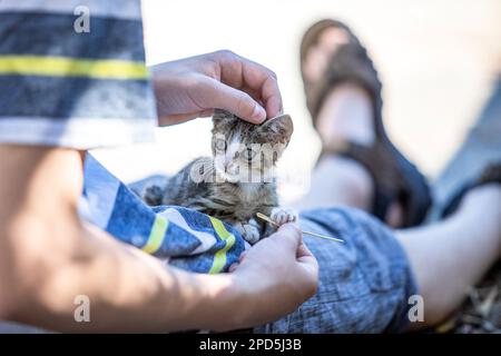 Très jeune Kittens de rue en Croatie en été Banque D'Images