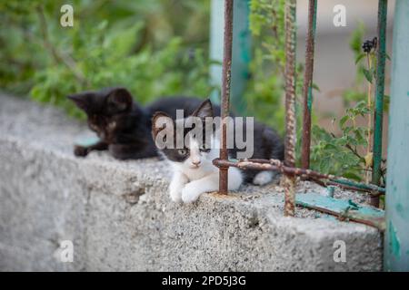 Très jeune Kittens de rue en Croatie en été Banque D'Images