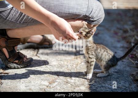 Très jeune Kittens de rue en Croatie en été Banque D'Images