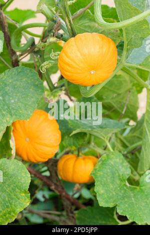 Citrouille F1 Jill be Little, Cucurbita pepo Jill be Little, large, aplati de couleur orange, fruits striés, Banque D'Images