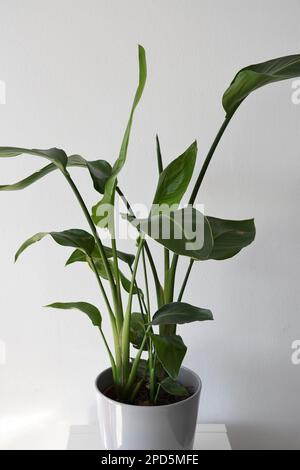 Gros plan de Strelitzia nicolai, aka oiseau de paradis, maison avec de grandes feuilles vertes, isolée sur un fond blanc dans un pot gris. Banque D'Images