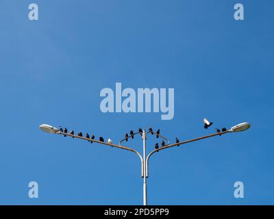 Pigeons reposant sur un lampadaire à Tg Balai, en Indonésie Banque D'Images
