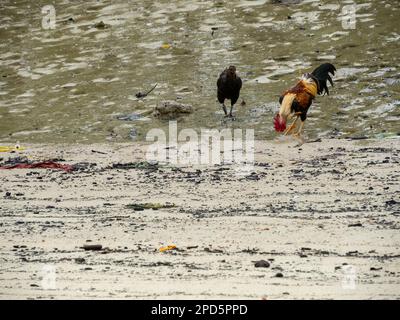 Alimentation de poulet dans un marais de mangrove à Tg Balai, Karimun en Indonésie Banque D'Images