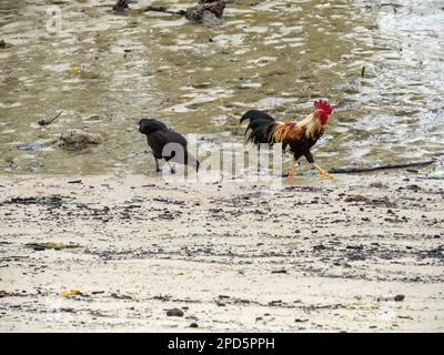 Alimentation de poulet dans un marais de mangrove à Tg Balai, Karimun en Indonésie Banque D'Images