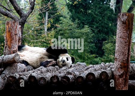 Un joli panda géant à la fourrure noire et blanche s'étend sur un abri en rondins dans l'enceinte du panda au zoo de Beijing Banque D'Images
