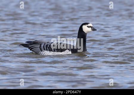 Natation Barnacle Goose Banque D'Images