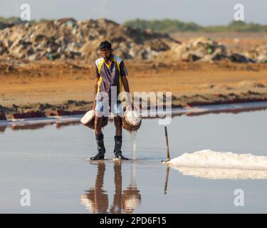 Bhambore Sindh Pakistan 2022, Labour collectant et empilant du sel de mer dans les champs tôt le matin, Bhambhore également connu sous le nom de Bhanbhore Banque D'Images