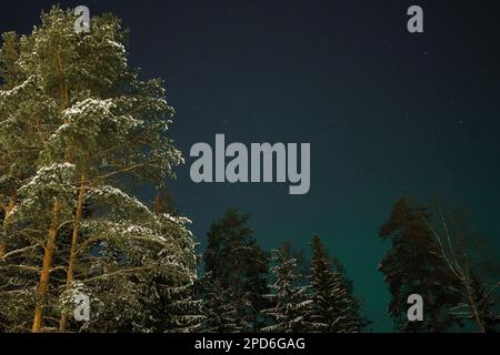 arbres la nuit Banque D'Images