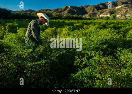 Un jeune éleveur mexicain cueille des poivrons, une variété sauvage de piment, lors d'une récolte dans une ferme près de Baviácora, Sonora, Mexique. Banque D'Images