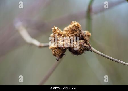 Galle de bedeguar de rose sur une rose sauvage, structure parasitaire d'insecte sur une plante, détail Banque D'Images