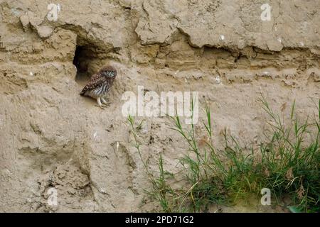 Les Little Owls dans une grotte dans le delta du Danube de Roumanie Banque D'Images