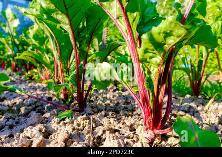 Jeunes feuilles de betteraves fraîches. Plantes de betteraves en rangée de près Banque D'Images