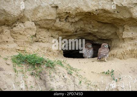 Les Little Owls dans une grotte dans le delta du Danube de Roumanie Banque D'Images