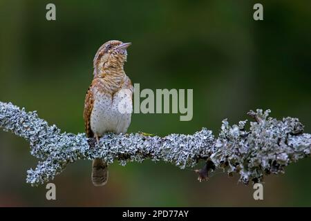 Wryneck eurasien / wryneck nordique (Jynx torquilla) perchée dans l'arbre et appelant au printemps Banque D'Images