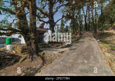 Vue pittoresque des arbres, chemin passant par les montagnes de l'Himalaya à Tungnath trek route.Temple Tungnath, le plus haut des cinq temples Panch Kedar. Banque D'Images