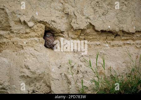 Les Little Owls dans une grotte dans le delta du Danube de Roumanie Banque D'Images