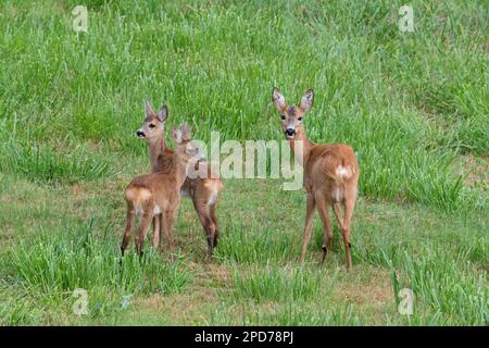 Cerf de Virginie (Capreolus capreolus) femelle / doe avec deux jeunes fourragères dans les prairies en été Banque D'Images