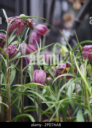 Gros plan de fleurs frilalaires pourpres à tête d'escarpé (Fritilaria meleagris) en pots dans une serre en aluminium de style victorien au Royaume-Uni en février Banque D'Images