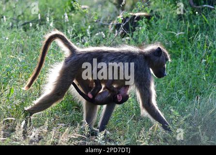 Le parc national Kruger, Afrique du Sud Banque D'Images