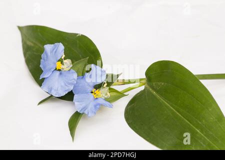 Fleur de jour asiatique plante florale Commelina communis sur fond blanc Banque D'Images