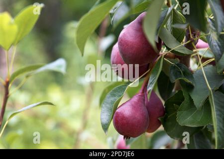 Les poires rouges appétissantes de haute qualité poussent et mûrissent sur un arbre dans un magnifique jardin de fruits sur fond vert Banque D'Images