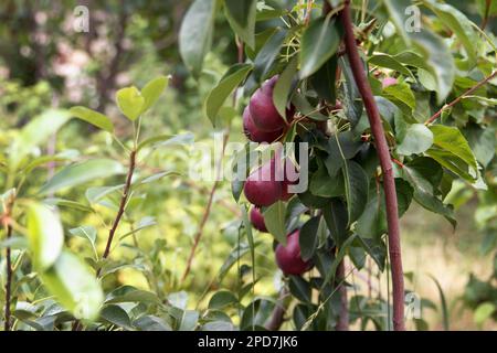 Les poires appétissantes rouges poussent et mûrissent sur un arbre dans un magnifique jardin de fruits sur fond vert Banque D'Images