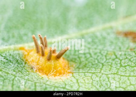 Champignon de la couronne de Rowan (Gymnosporangium cornutum) Banque D'Images