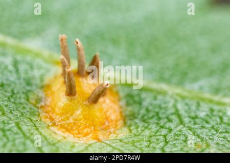 Champignon de la couronne de Rowan (Gymnosporangium cornutum) Banque D'Images