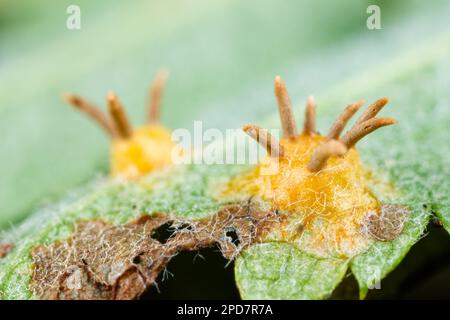 Champignon de la couronne de Rowan (Gymnosporangium cornutum) Banque D'Images